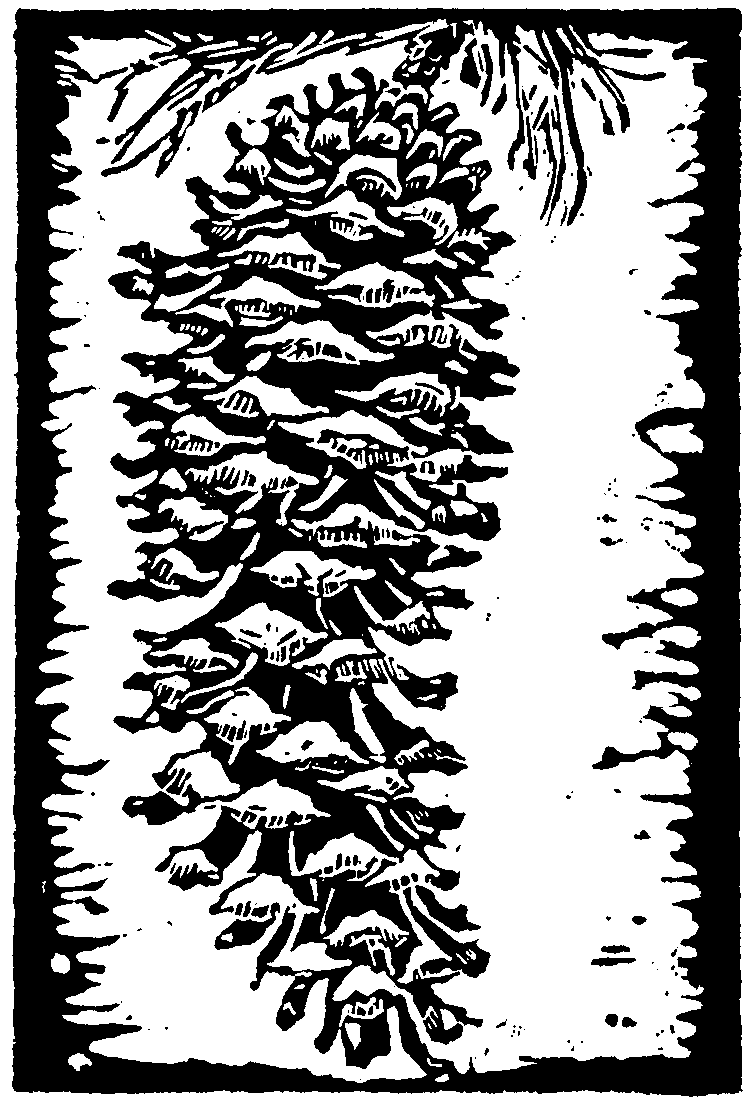 Sugar Pine Events & Marketing